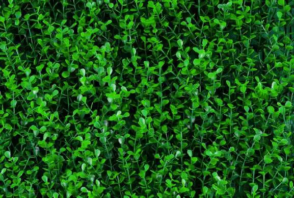 Muro verde Boxus Verde Largo